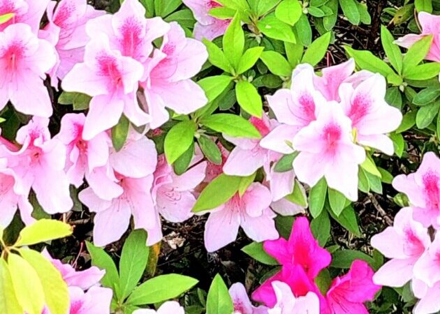 つつじの花が満開　